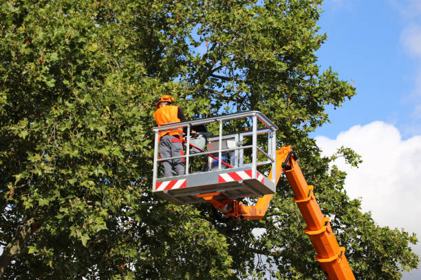 Trusted Bonnetsville, NC Tree Service Experts